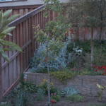 Apricot Tree