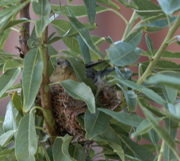 Birds Nest 2