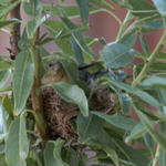 Birds Nest 2